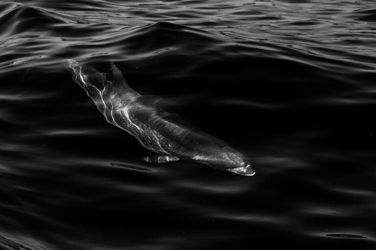 Bottlenose dolphin in black and white