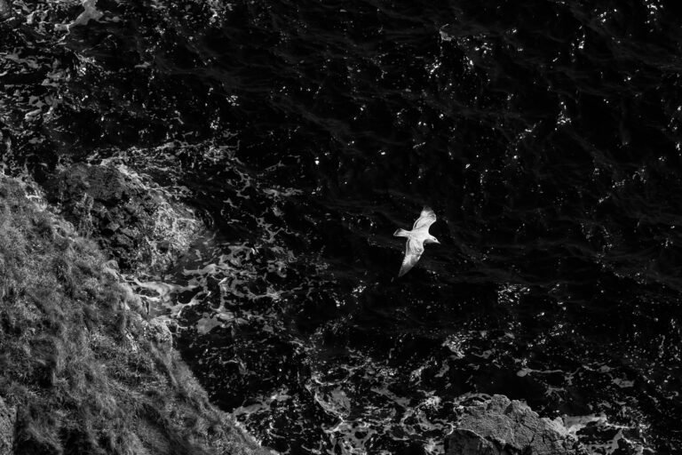 European herring gull in black and white