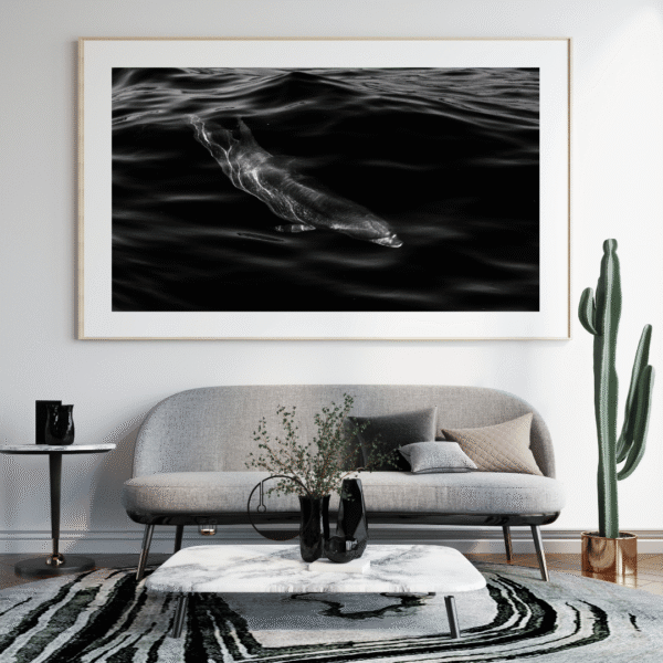 Bottlenose dolphin – Image 2