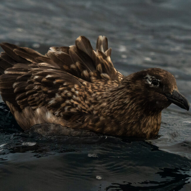 Portrait of a Great Skua