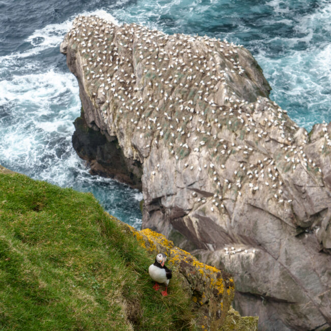 Atlantic puffin standing in front of a northern gannets colony