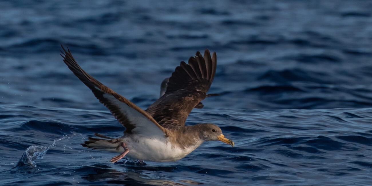 Cory's shearwater hunting at sea