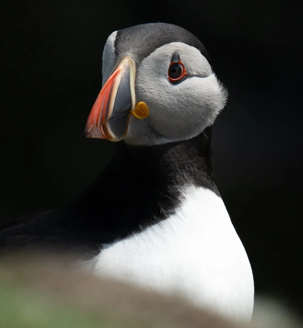 Atlantic puffin portrait