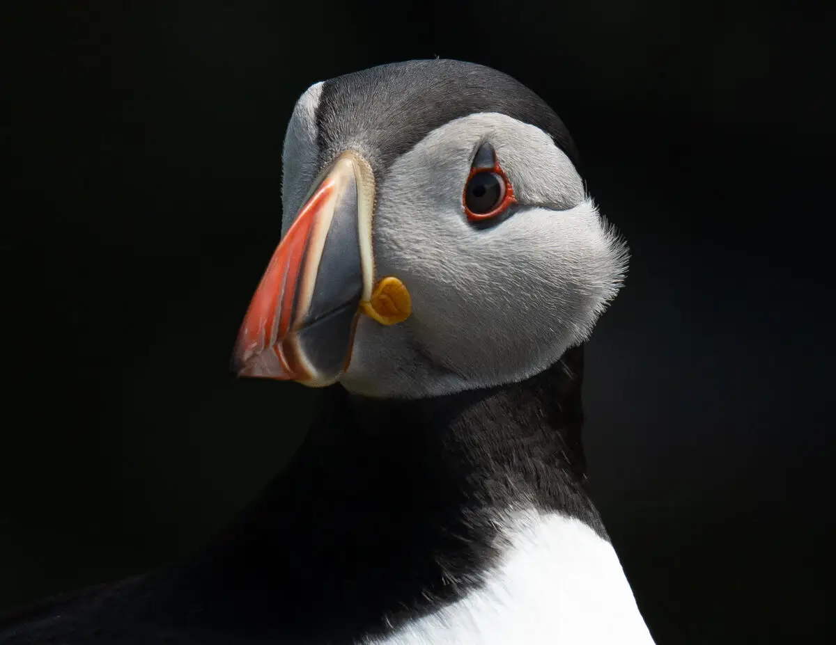 Atlantic puffin portrait