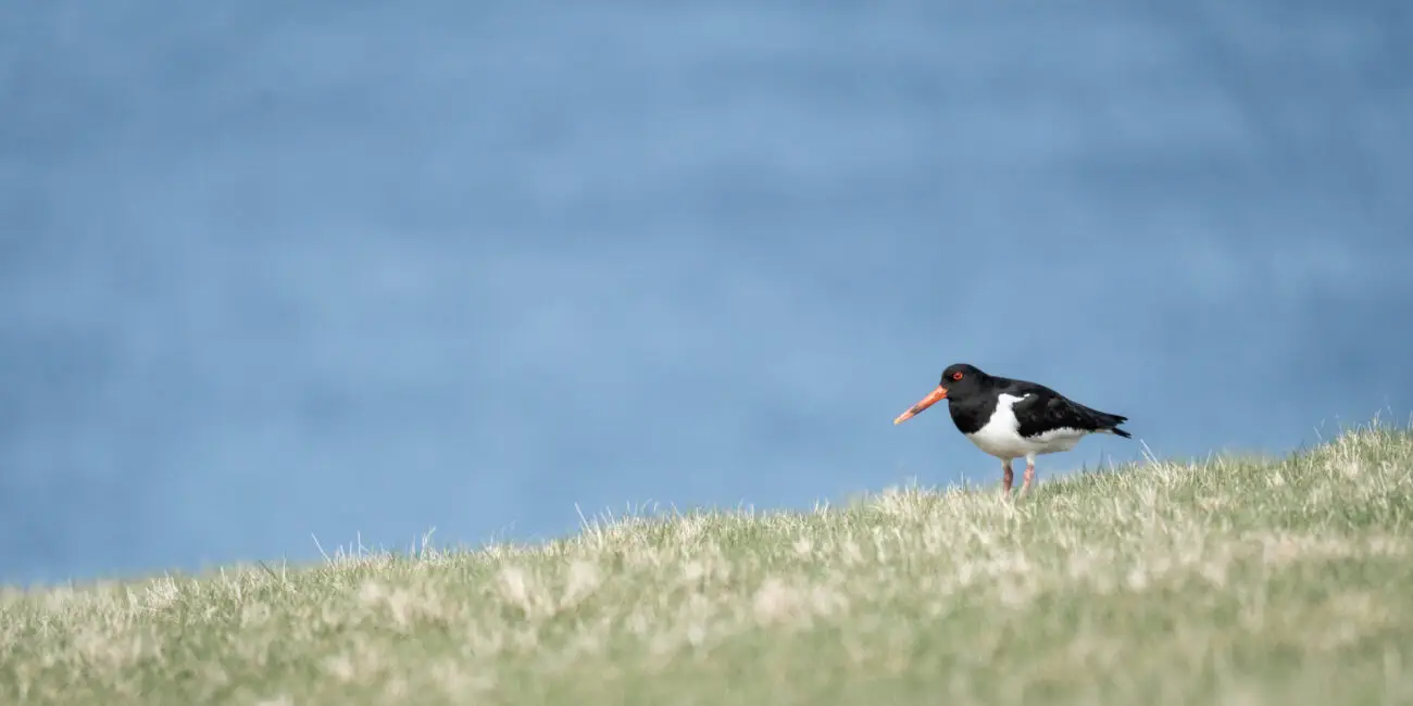 Oystercatcher in Noss National Nature Reserve, Shetland Islands