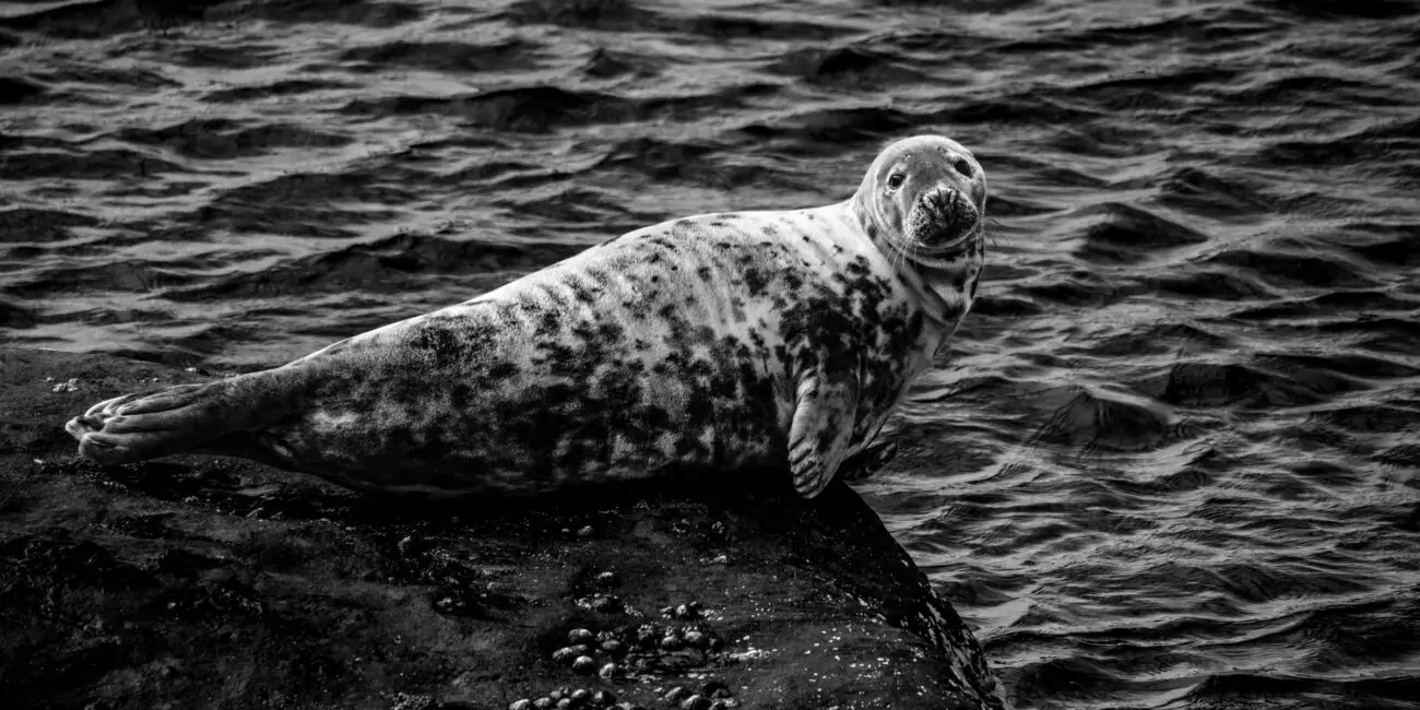 gray seal chillin in black and white, Shetland islands