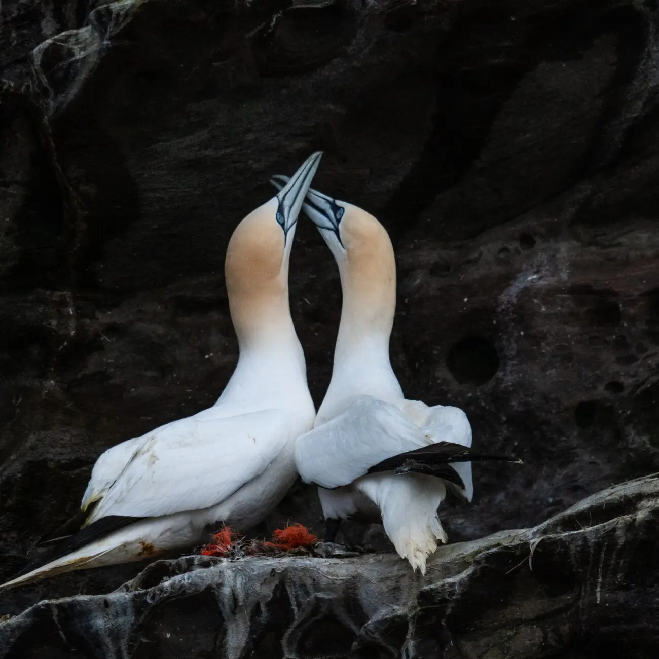 Northern gannets courting