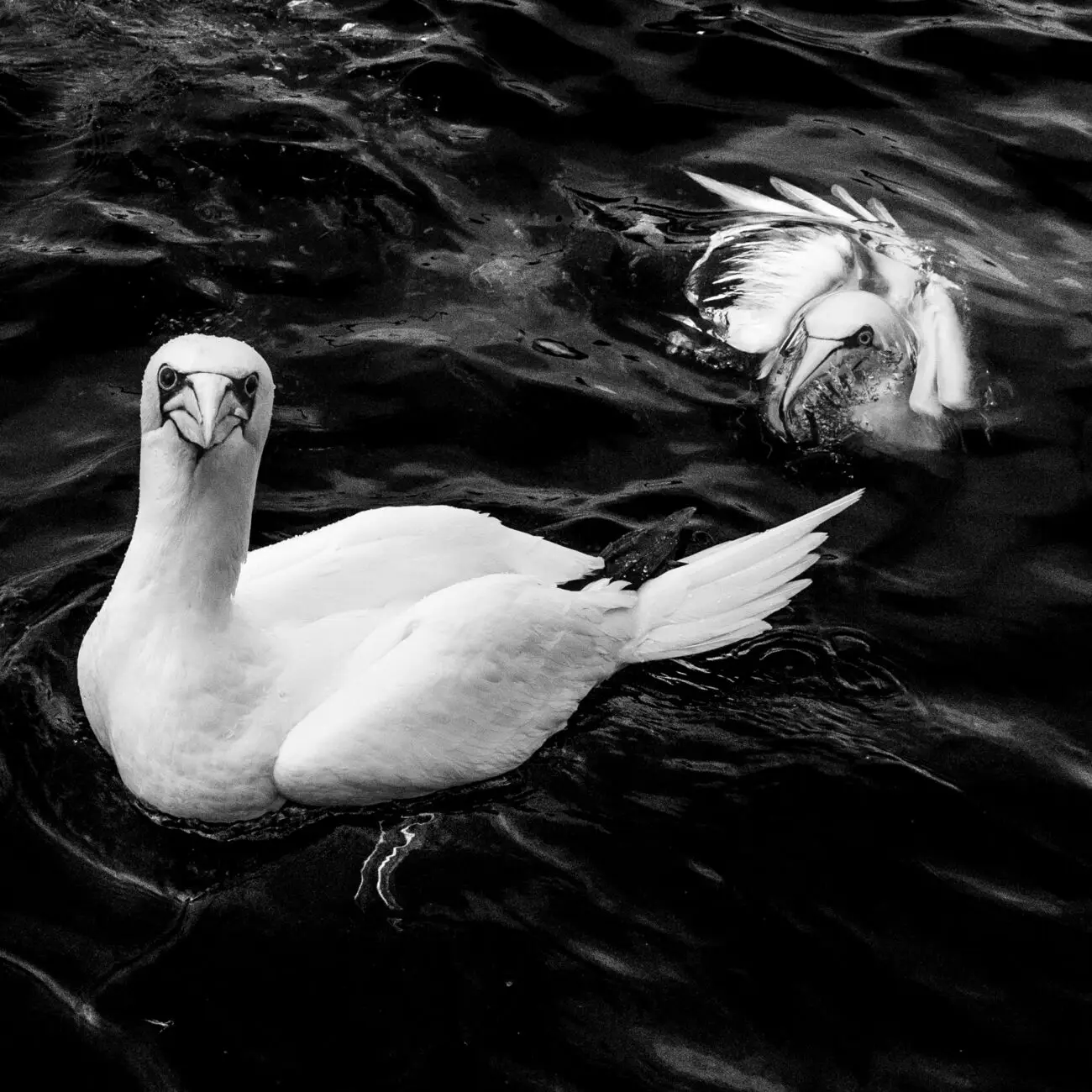 northern gannets in black and white