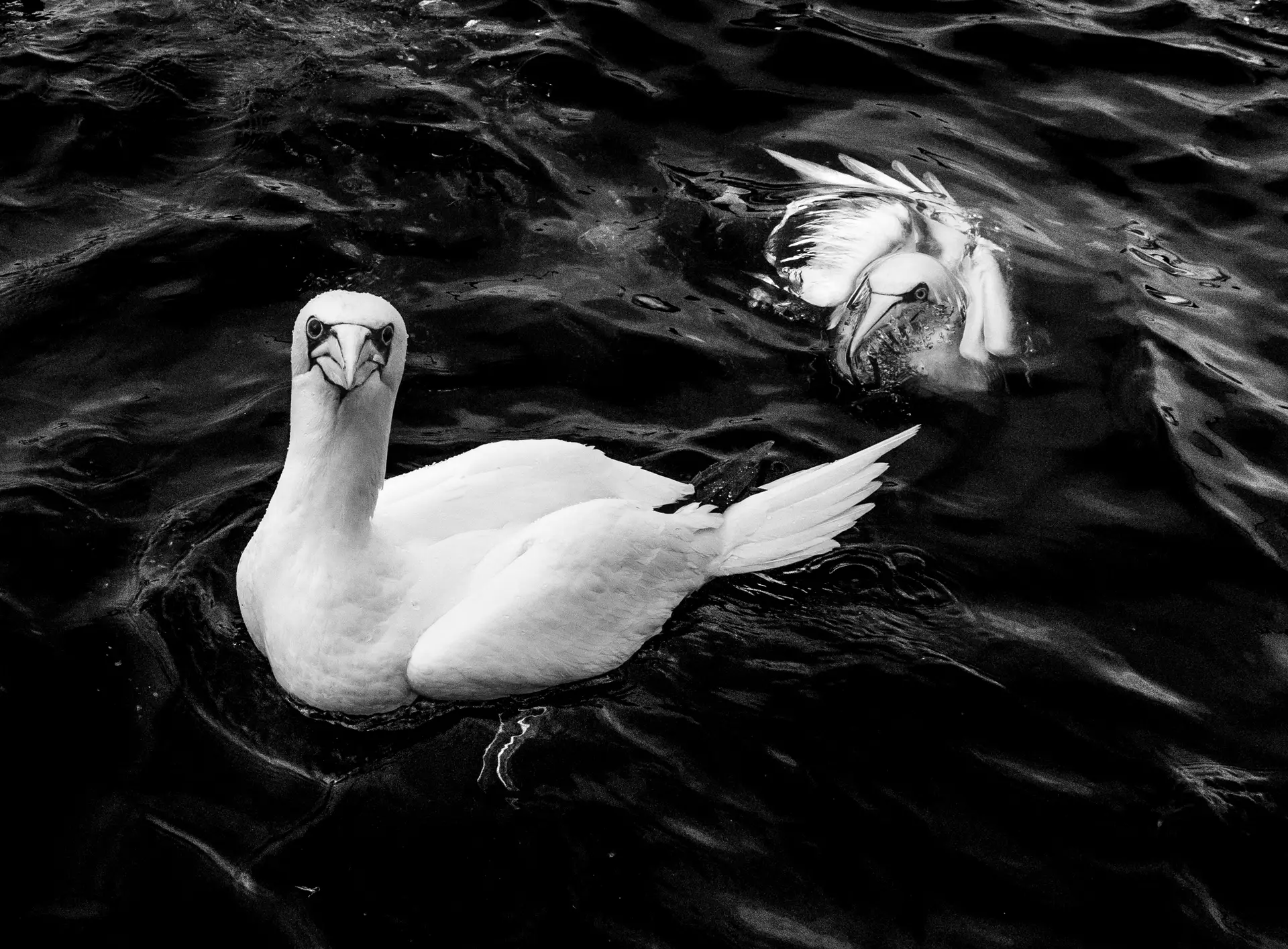 northern gannets in black and white