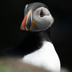 atlantic puffin portrait