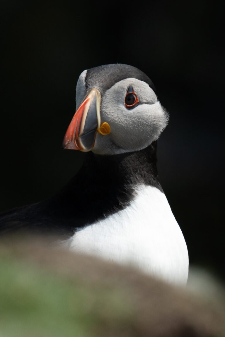 atlantic puffin portrait