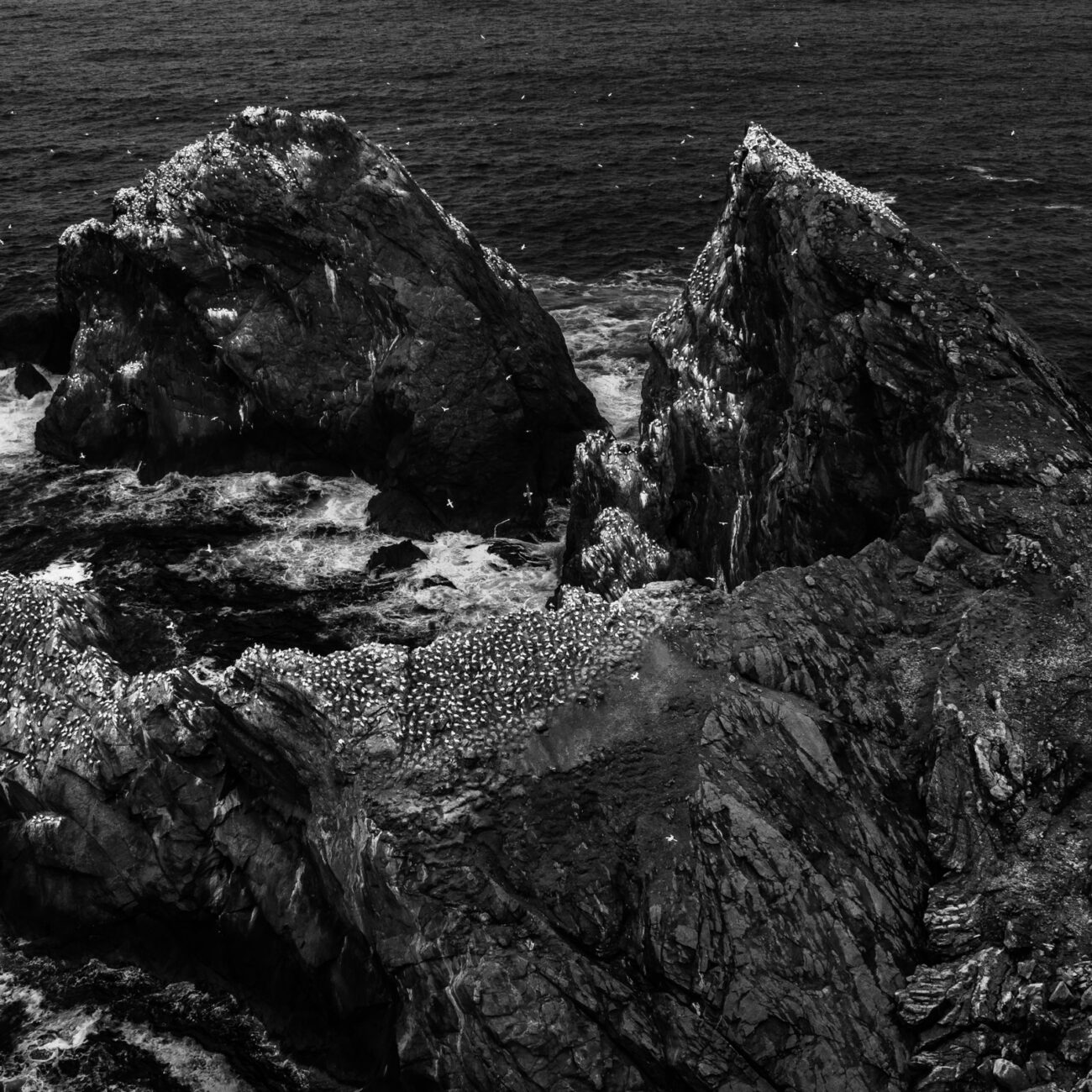 Northern gannet colony on rugged cliffs in black and white