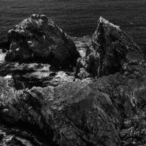 Northern gannet colony on rugged cliffs in black and white