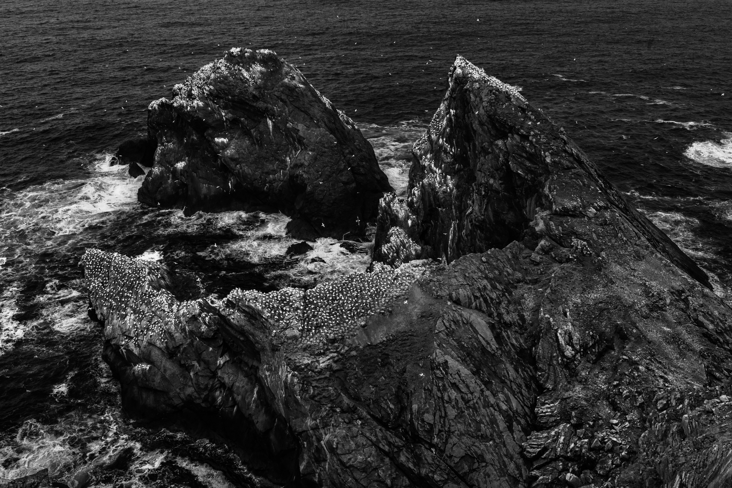 Northern gannet colony on rugged cliffs in black and white