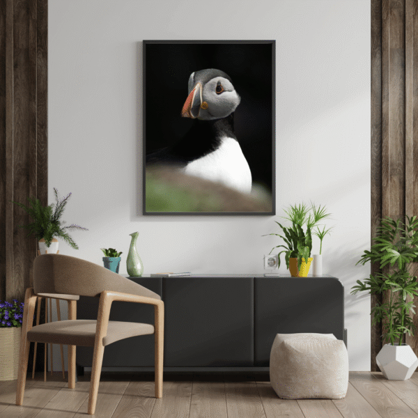 Atlantic puffin – Image 2
